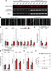 HDAC6 inhibition by ACY-738 partially rescues mitochondrial trafficking def