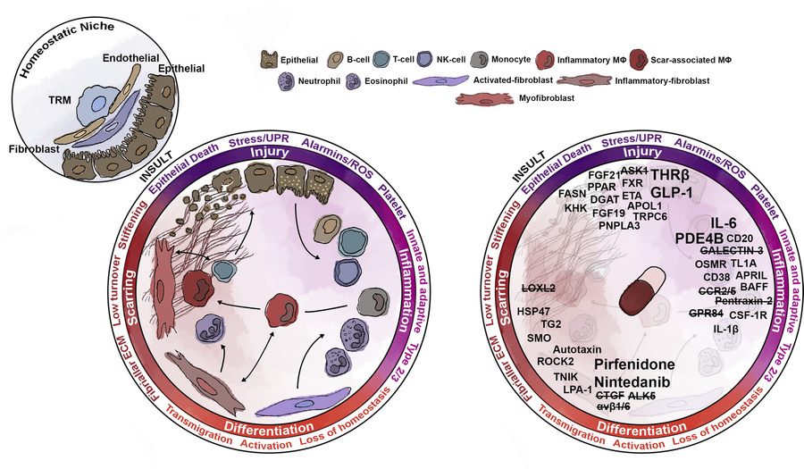 The feed-forward cycle of injury, inflammation, differentiation, and sca...