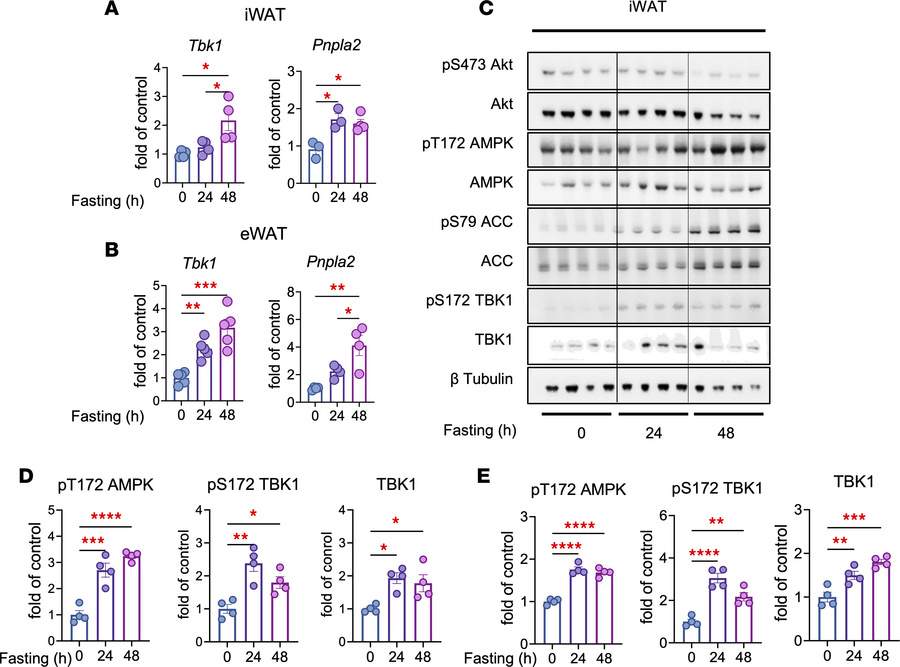 Fasting induces TBK1 at both the transcriptional and protein levels.
(A)...