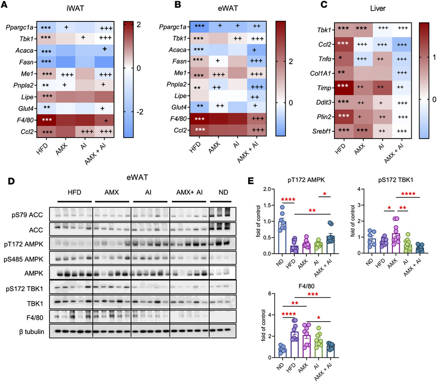 Amlexanox and AICAR combination treatment reprograms adipose and hepatic...