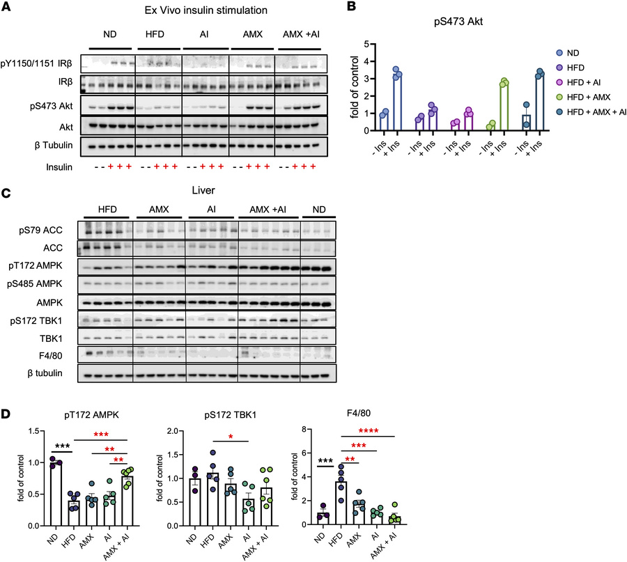 Combined TBK1 inhibition and AMPK activation restores insulin sensitivit...