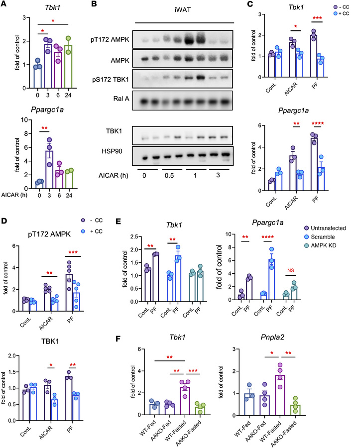 Fasting induces Tbk1 in adipose tissue through AMPK.
(A) qPCR analysis o...