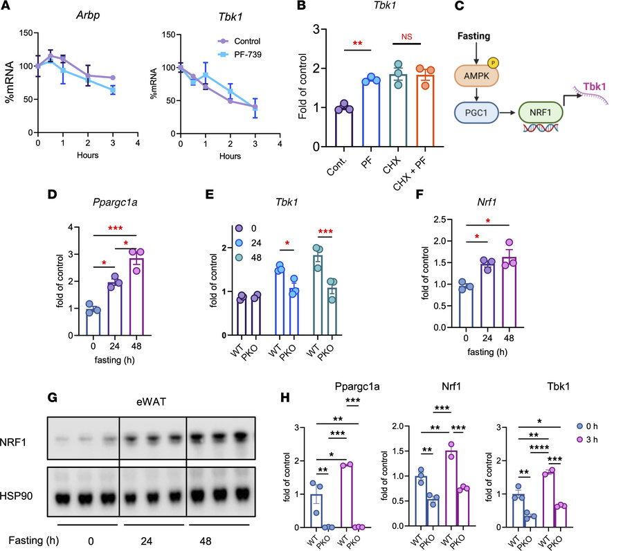 PGC1α is required for the transcriptional induction of Tbk1 during fasti...