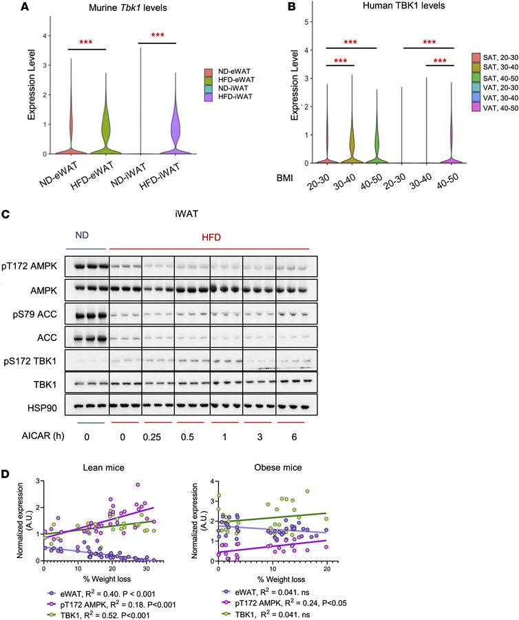 
Tbk1 expression in murine and human adipocytes correlates with obesity ...