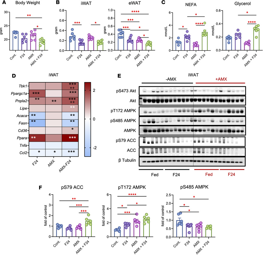 Inhibition of TBK1 by amlexanox promotes fat mass loss during fasting.
(...