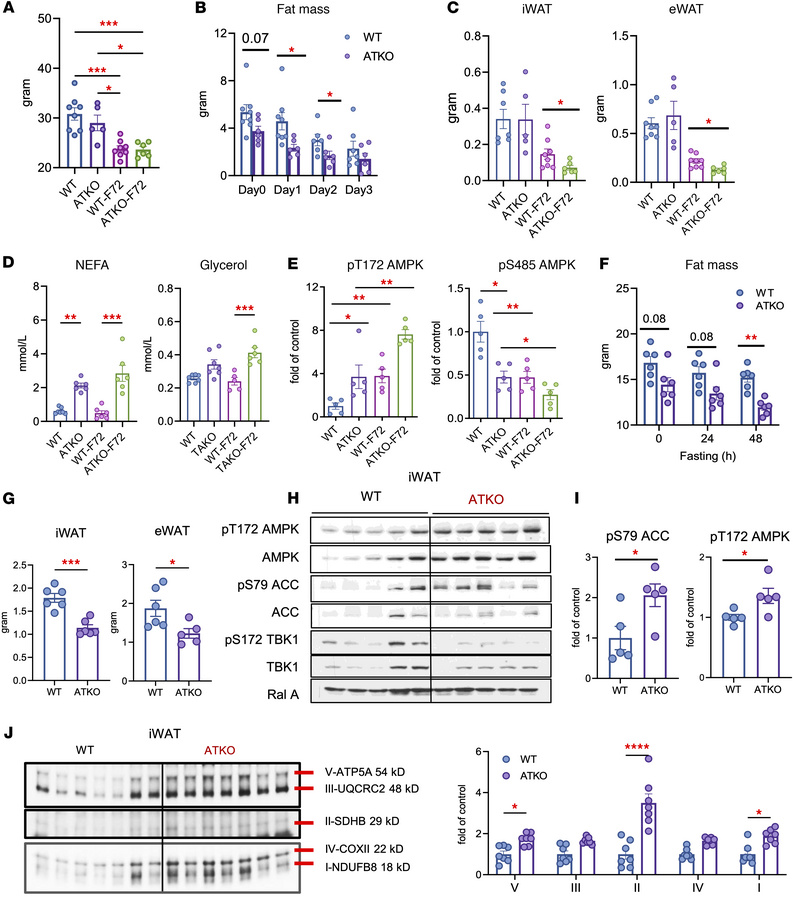 TBK1 loss in adipocytes promotes AMPK activation and mitochondrial OXPHO...
