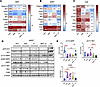 Amlexanox and AICAR combination treatment reprograms adipose and hepatic ge
