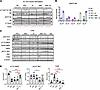 Combined TBK1 inhibition and AMPK activation restores insulin sensitivity i
