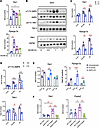 Fasting induces Tbk1 in adipose tissue through AMPK.