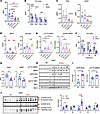 TBK1 loss in adipocytes promotes AMPK activation and mitochondrial OXPHOS e