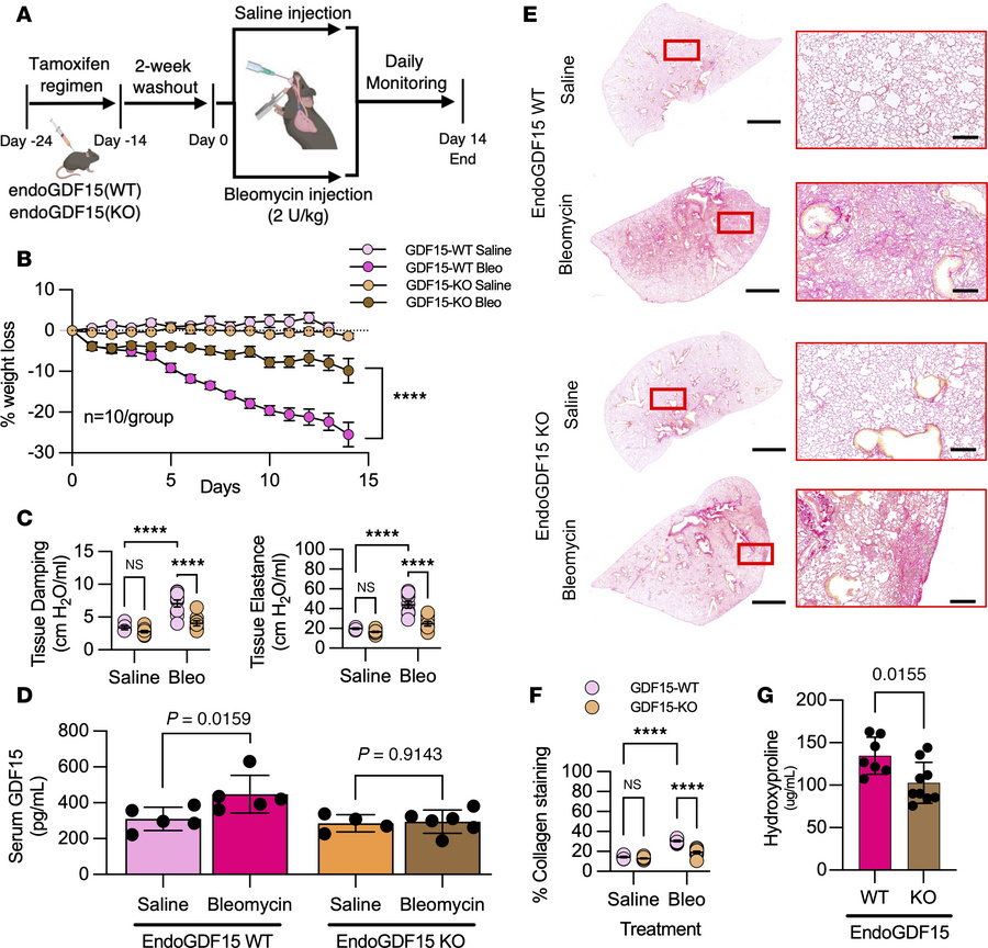 Murine endothelial KO of Gdf15 is protective.
(A) Schematic depicting ex...