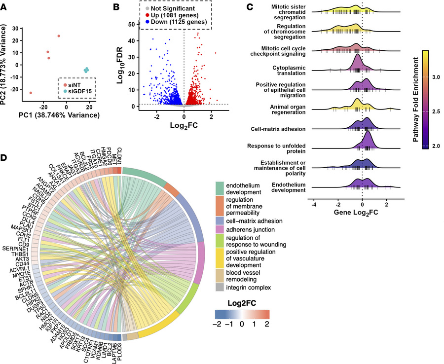 RNA-seq reveals upregulation of junctional proteins with GDF15 knockdown...