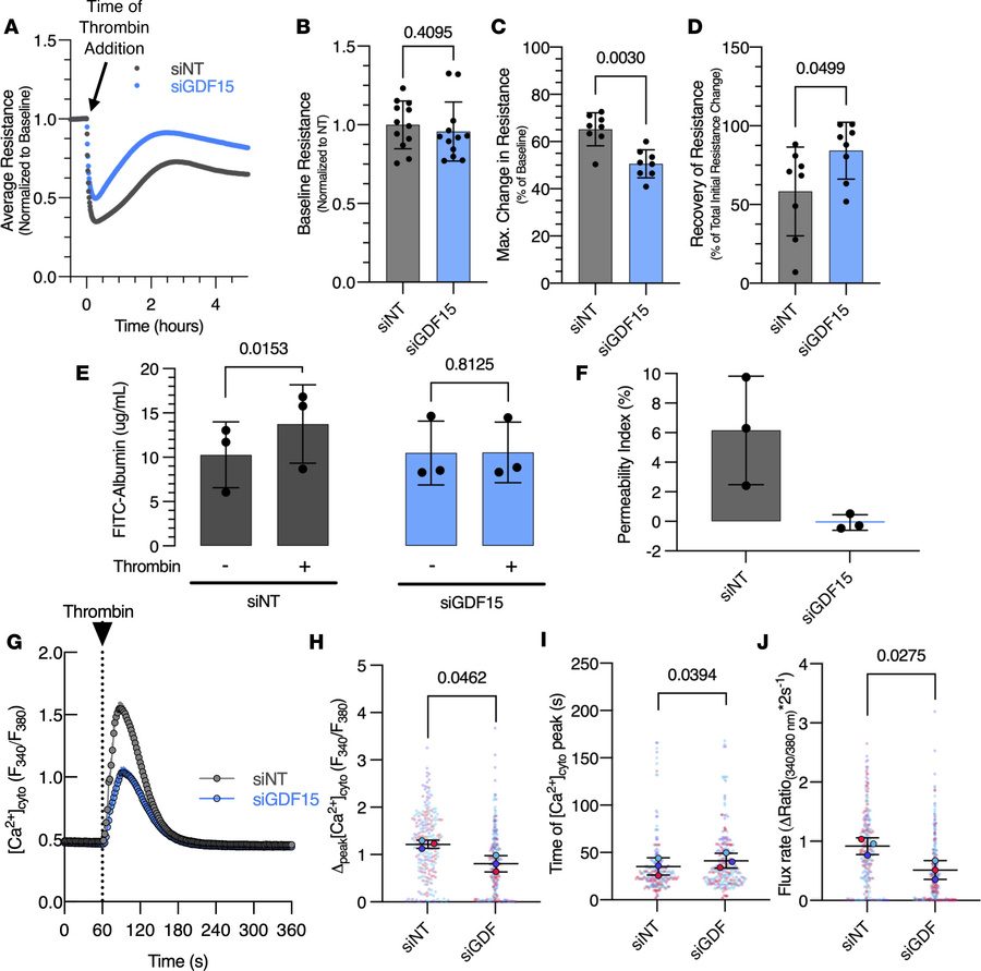 
GDF15 Knockdown is associated with decreased change in permeability in ...