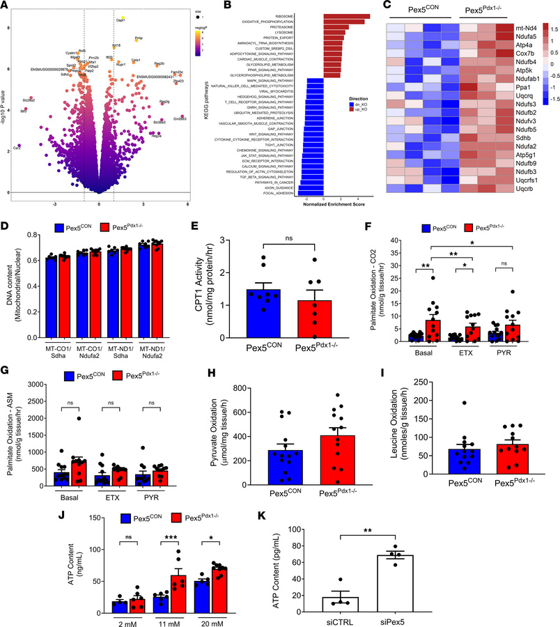 Loss of peroxisomal function correlates with increased oxidative phospho...