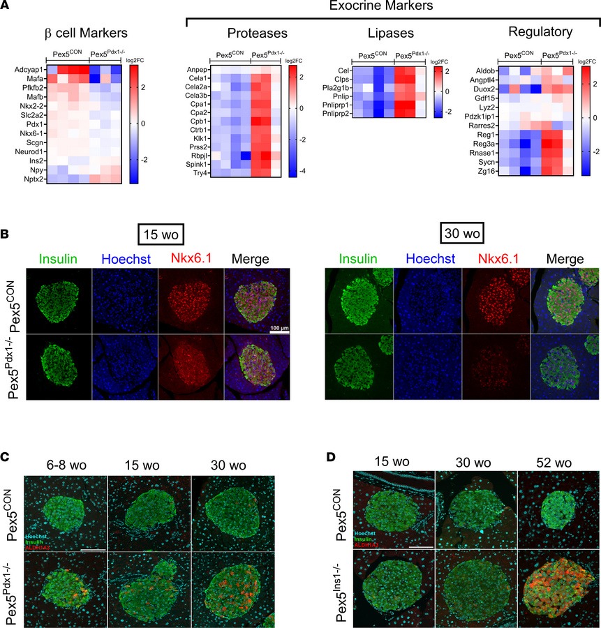 Global shifts in transcriptional signature in islets from male Pex5Pdx1–...