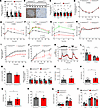 Reduction in CPT1a abundance in peroxisomal-deficient male mice restores β