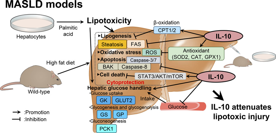 graphical abstract