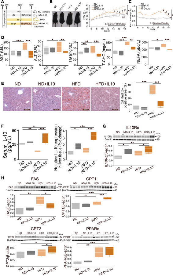 IL-10 suppresses hepatic lipid accumulation in HFD-fed mice.
(A) Four ex...