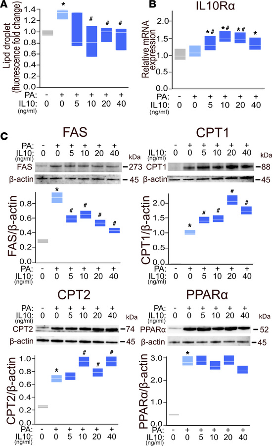 IL-10 suppresses hepatic lipid accumulation in NHHs.
(A) NHHs were incub...