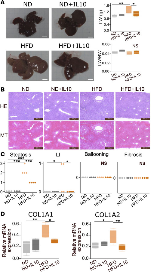 Long-term IL-10 treatment provides hepatic histological improvement in H...
