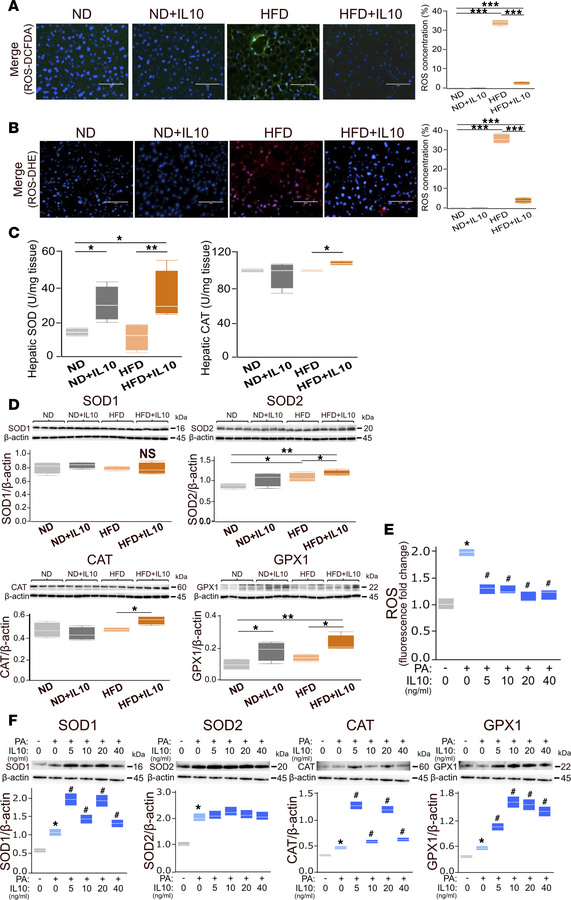IL-10 suppresses hepatic oxidative stress in HFD-fed mice and normal hum...
