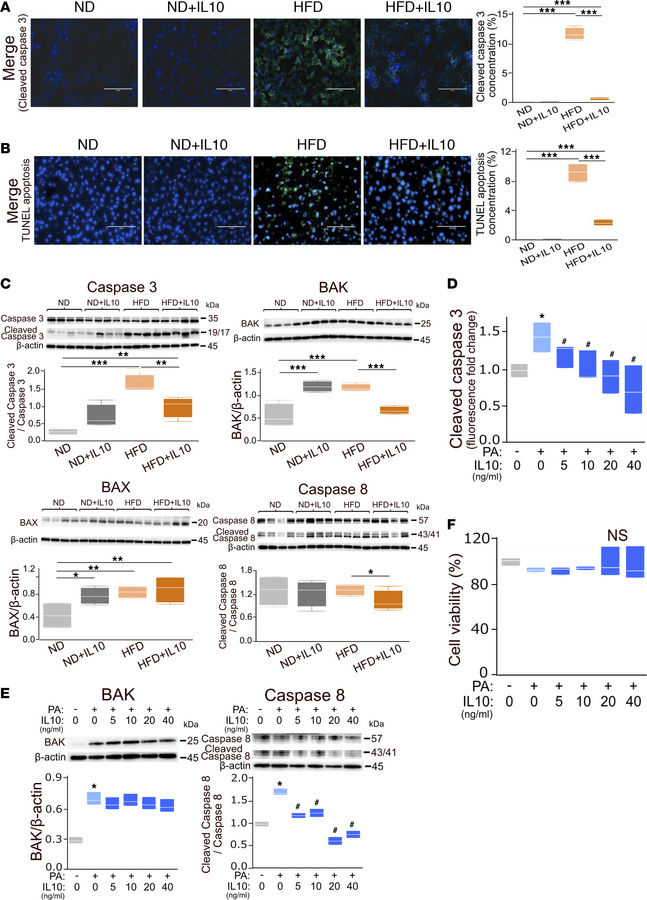 IL-10 suppresses hepatic apoptosis in HFD-fed mice and normal human hepa...