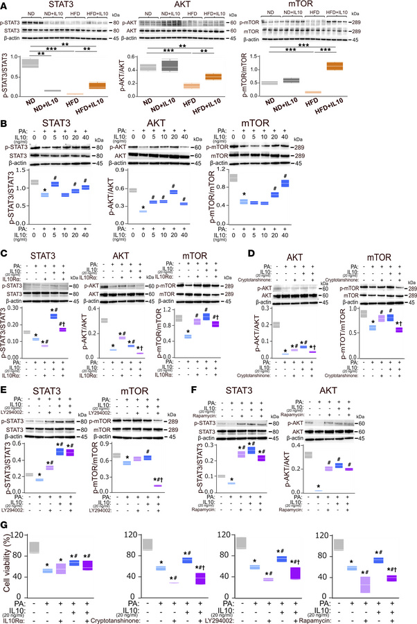 IL-10 preserves hepatocellular viability/metabolic activity and restores...