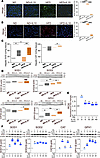 IL-10 suppresses hepatic oxidative stress in HFD-fed mice and normal human