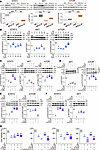 IL-10 preserves hepatocellular viability/metabolic activity and restores st