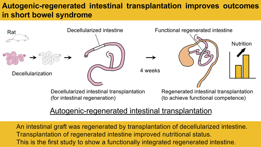 graphical abstract