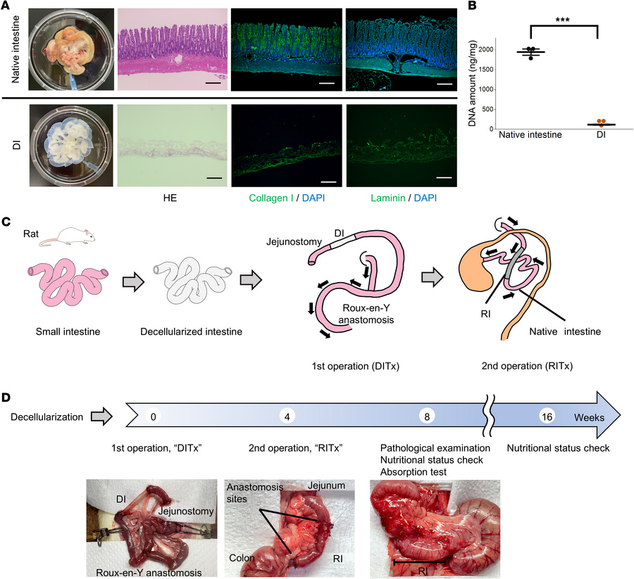 Intestinal decellularization, schematic illustrations of autogenic-regen...