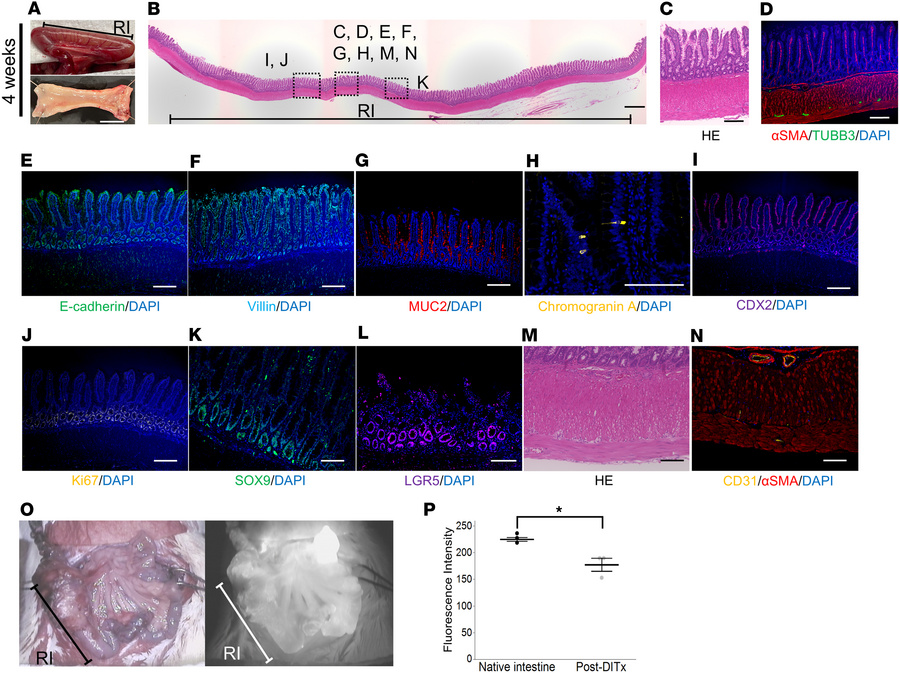 Histological evaluations of the regenerated intestine 4 weeks after DITx...