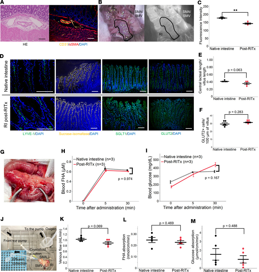 Functional analyses of the regenerated intestine 4 weeks after RITx.
(A)...