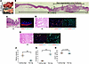 Evaluation of the intestinal regeneration process in 10 days after DITx.