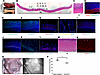 Histological evaluations of the regenerated intestine 4 weeks after DITx.