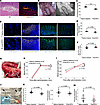 Functional analyses of the regenerated intestine 4 weeks after RITx.