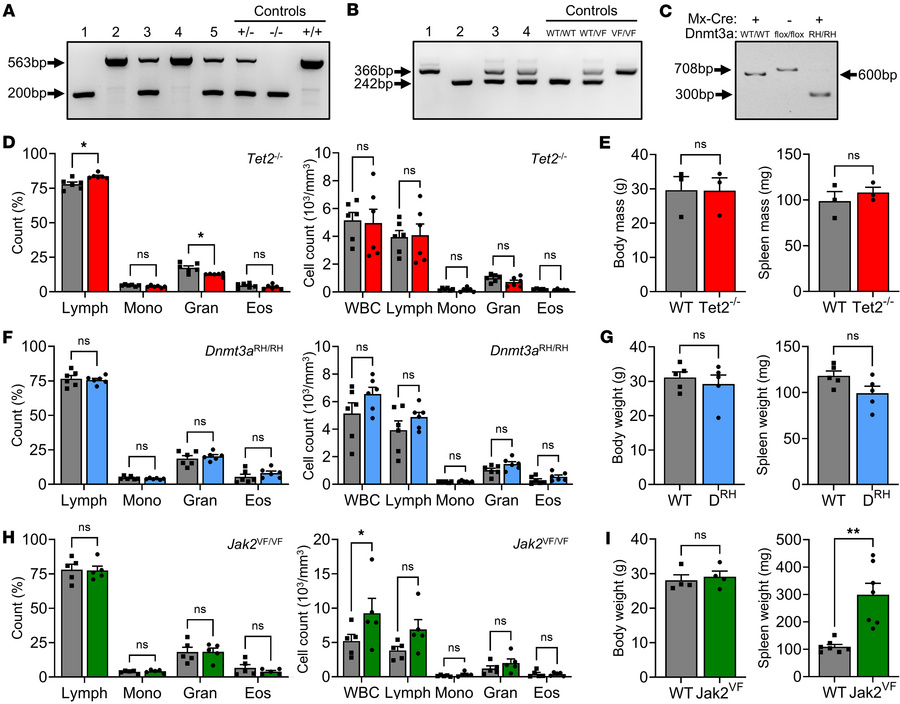 Validation of genotype and basic phenotyping of Tet2, Jak2VF, and Dnmt3a...