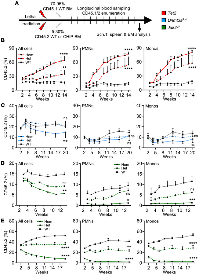
Tet2 mutant cells clonally expand in mice, but Dnmt3aRH and Jak2VF cell...
