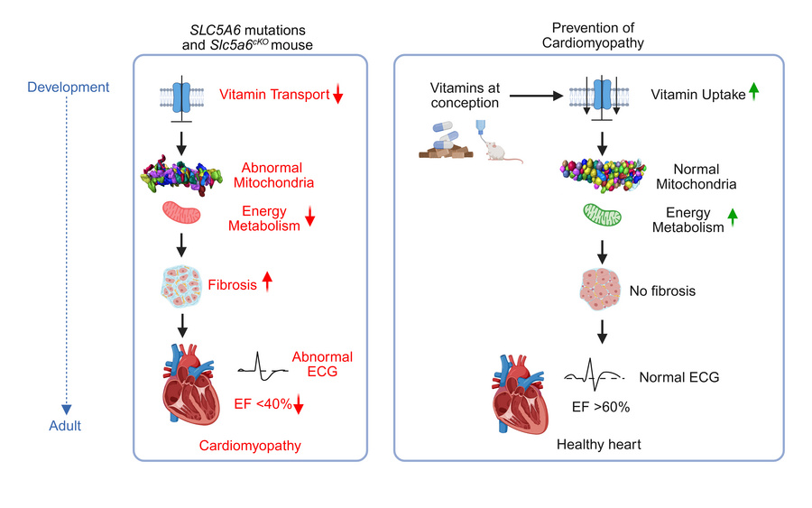 graphical abstract