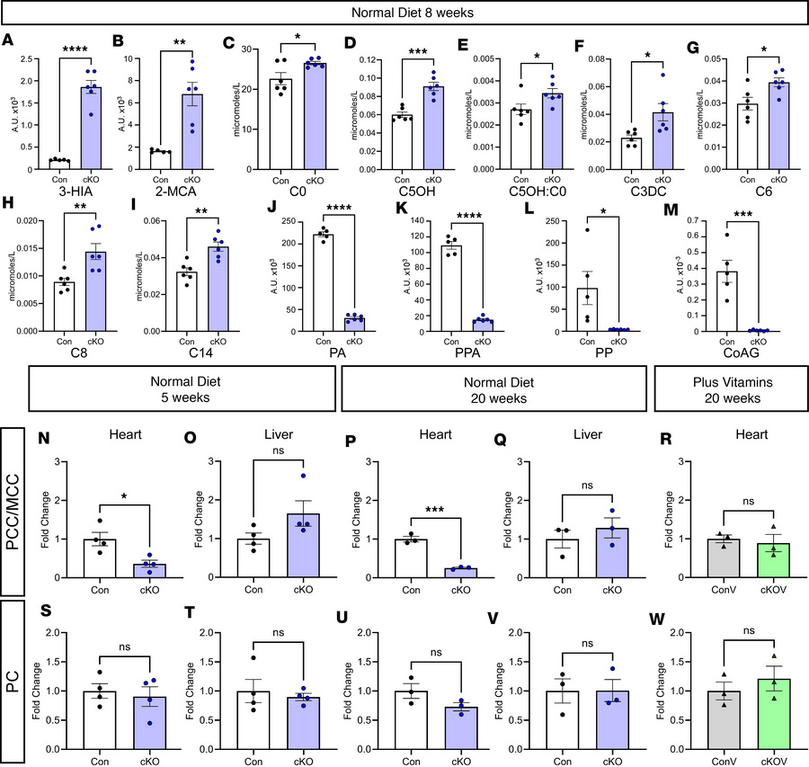 Reduced vitamin transport in hearts from Slc5a6cKO hearts.
(A–M) Metabol...