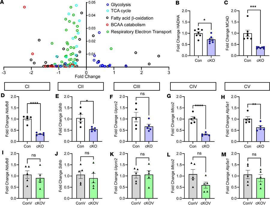 Broad suppression of mitochondrial energy metabolism pathways and electr...
