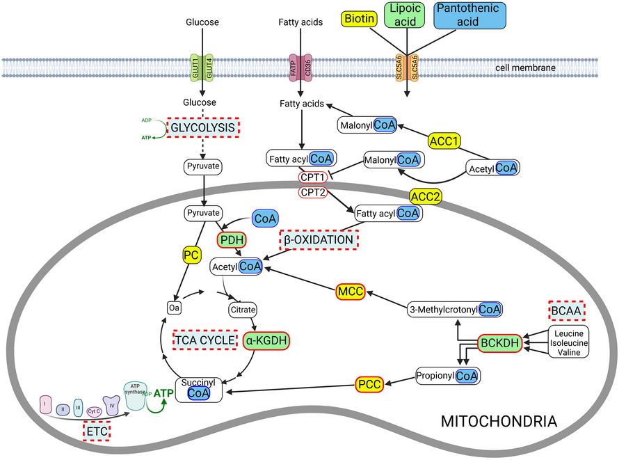 Integrated model of altered cardiac energy metabolism pathways in Slc5a6...
