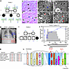 Clinical presentation and identification of the SLC5A6R253W mutation.