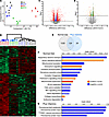 Proteomic analysis revealed altered metabolism and increased fibrosis corre