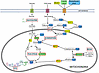 Integrated model of altered cardiac energy metabolism pathways in Slc5a6cKO