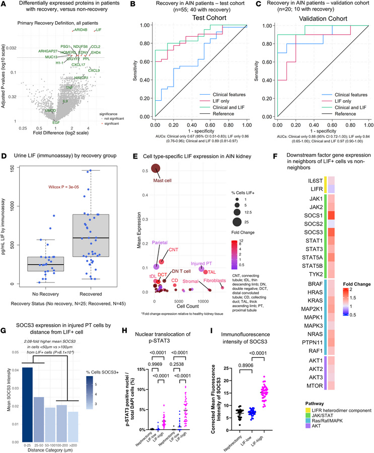 Urinary LIF is associated with recovery after AIN.
(A) Volcano plot of p...