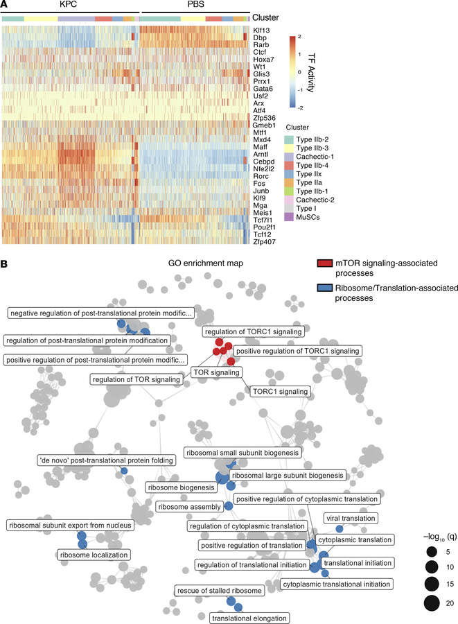 Transcriptional rewiring in cachectic muscle of KPC tumor–bearing mice.
...