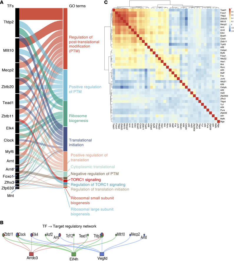 Identification of mTORC1 as a target of transcriptional network in cache...