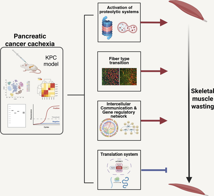 graphical abstract