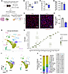 Cellular diversity in skeletal muscle from control and KPC tumor–bearing mi